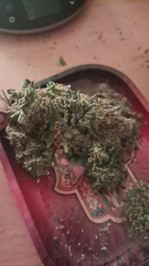 Blueberry Muffin - Humboltseedcompany