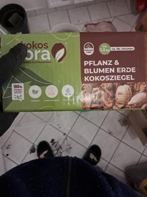 OG Kush SFV - Advanced Seeds. Week 4