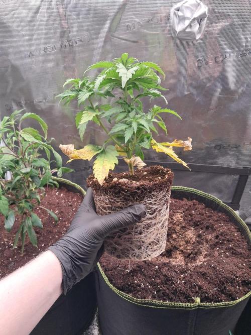 OG Kush SFV - Advanced Seeds. Week 4