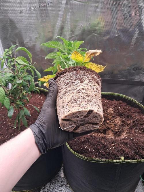 OG Kush SFV - Advanced Seeds. Week 4