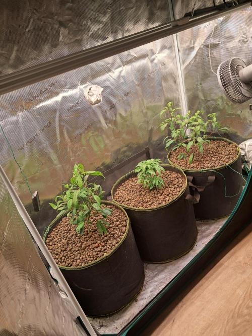 OG Kush SFV - Advanced Seeds. Week 4