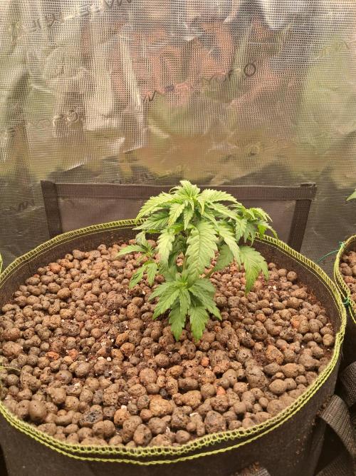 OG Kush SFV - Advanced Seeds. Week 4