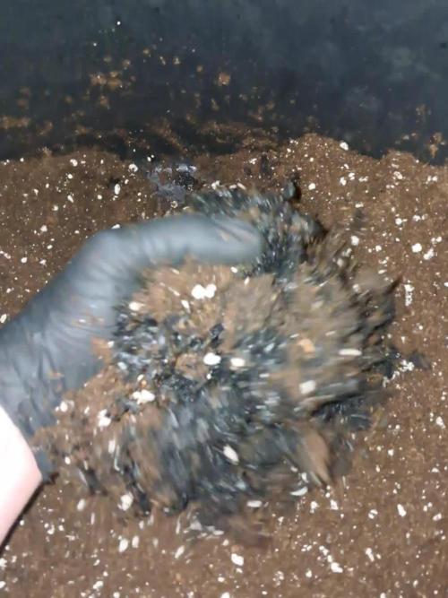 Chocholate Mint OG 2.0