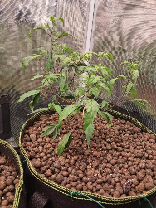 Girl Scout Cookies - Barneyfarms. Week 4