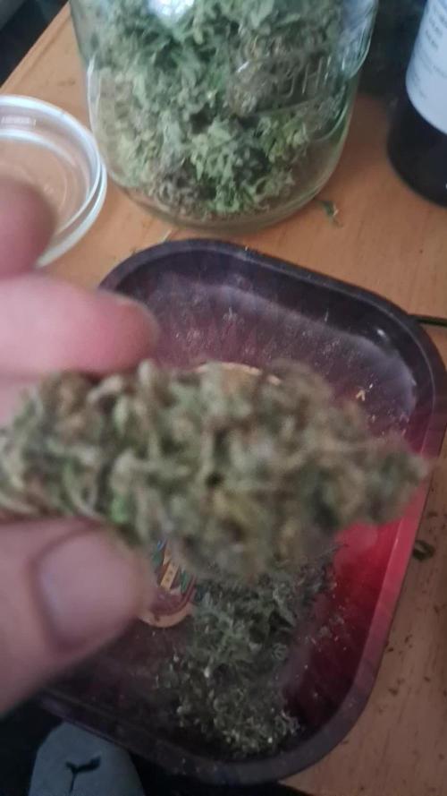 Lemon Orange - Greenhouseseeds