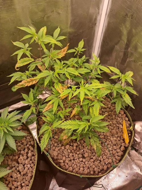 Girl Scout Cookies - Barneyfarms. Week 5