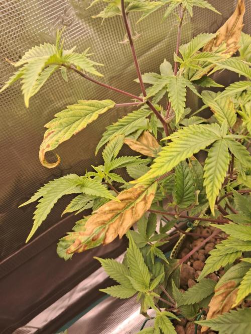 Girl Scout Cookies - Barneyfarms. Week 5