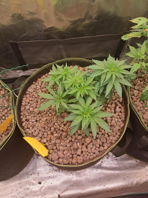 OG Kush SFV - Advanced Seeds. Week 5