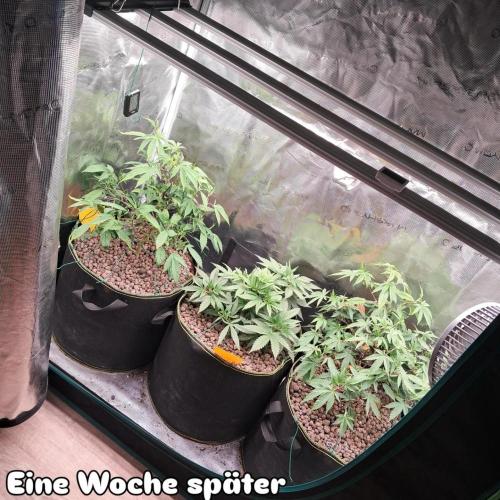 OG Kush SFV - Advanced Seeds. Week 5