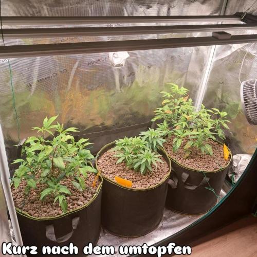 Chocholate Mint OG 2.0. Week 5