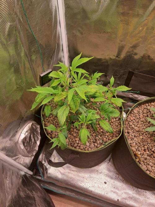 Chocholate Mint OG 2.0. Week 5