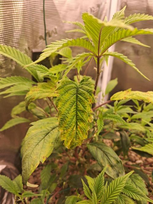 Chocholate Mint OG 2.0. Week 5