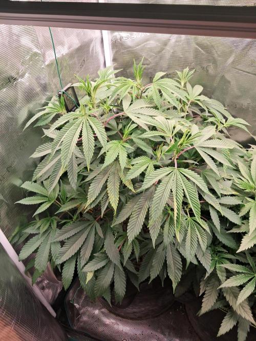 Chocholate Mint OG 2.0. Week 6