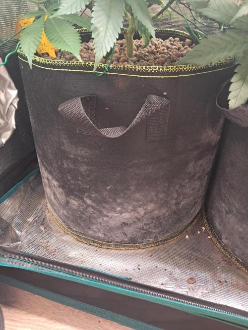 Chocholate Mint OG 2.0. Week 6