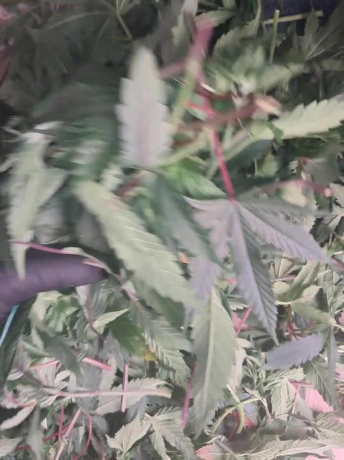 Chocholate Mint OG 2.0