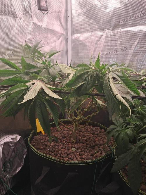 Chocholate Mint OG 2.0. Week 6