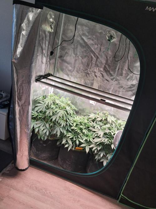 OG Kush SFV - Advanced Seeds. Week 6