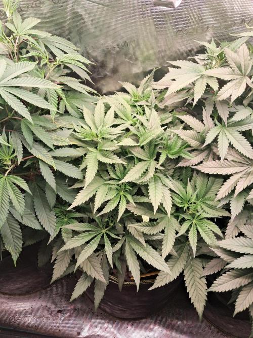 OG Kush SFV - Advanced Seeds. Week 6