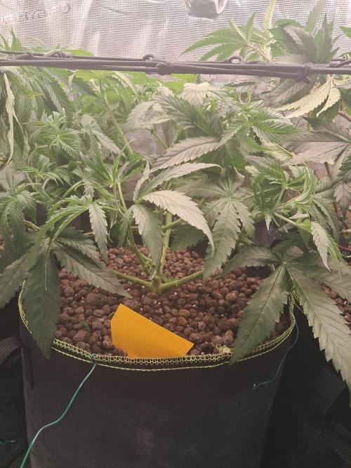 OG Kush SFV - Advanced Seeds. Week 6