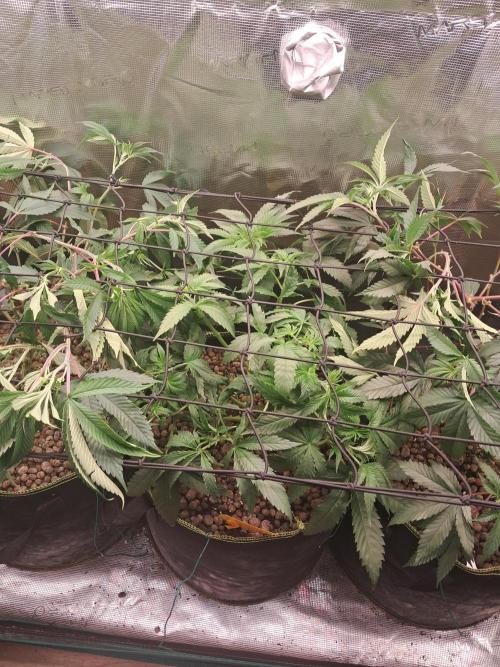 OG Kush SFV - Advanced Seeds. Week 6