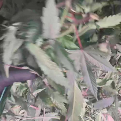 OG Kush SFV - Advanced Seeds