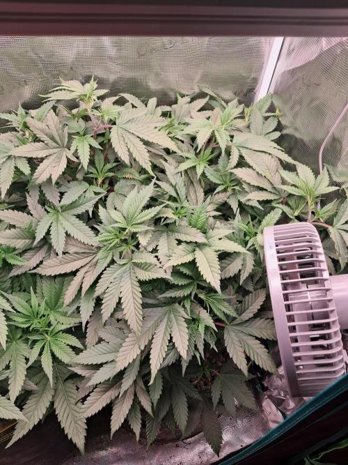 Girl Scout Cookies - Barneyfarms. Week 6