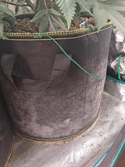 Girl Scout Cookies - Barneyfarms. Week 6