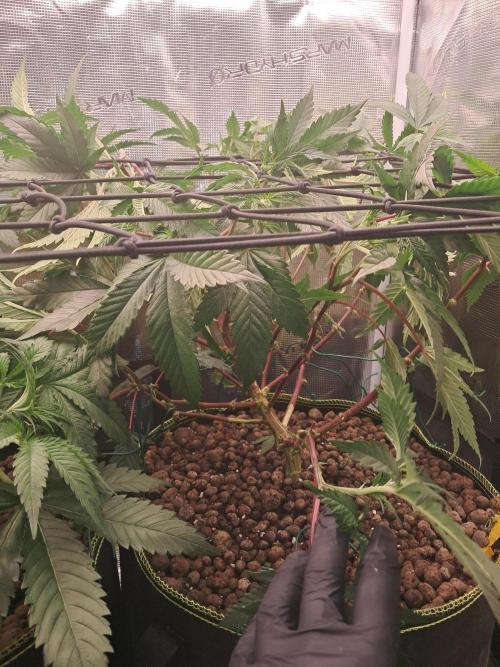 Girl Scout Cookies - Barneyfarms. Week 6