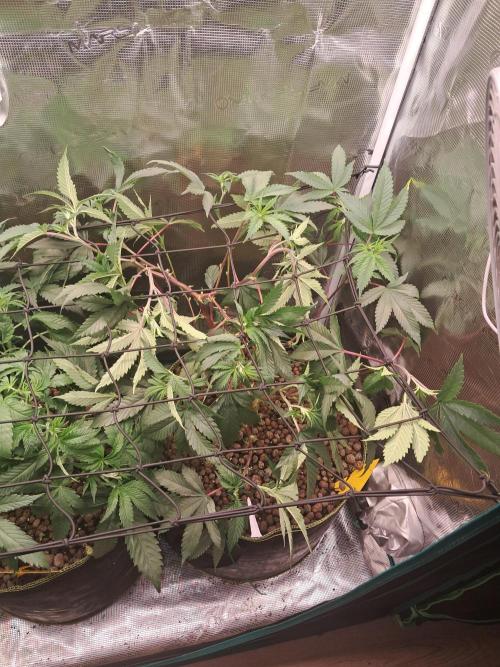 Girl Scout Cookies - Barneyfarms. Week 6