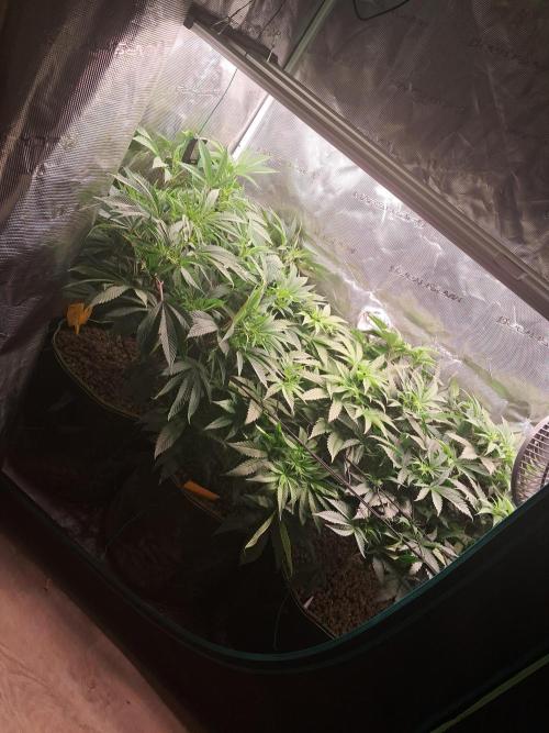 Girl Scout Cookies - Barneyfarms. Week 7