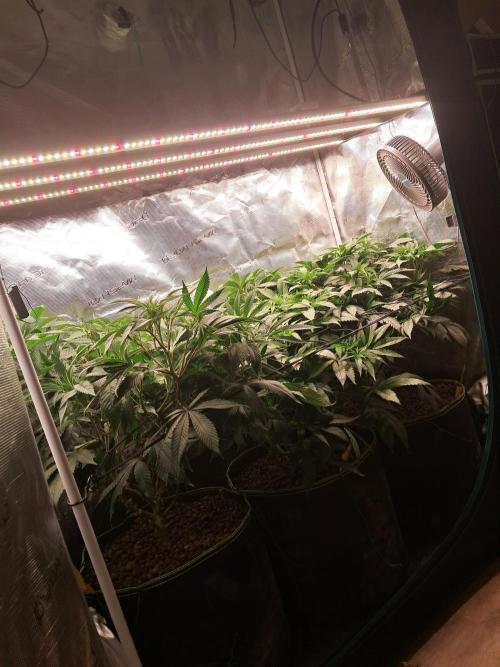 OG Kush SFV - Advanced Seeds. Week 7