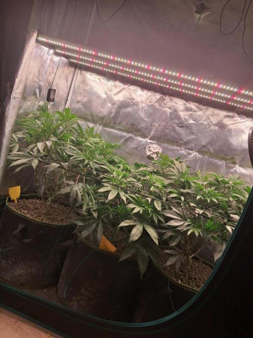 Chocholate Mint OG 2.0. Week 7