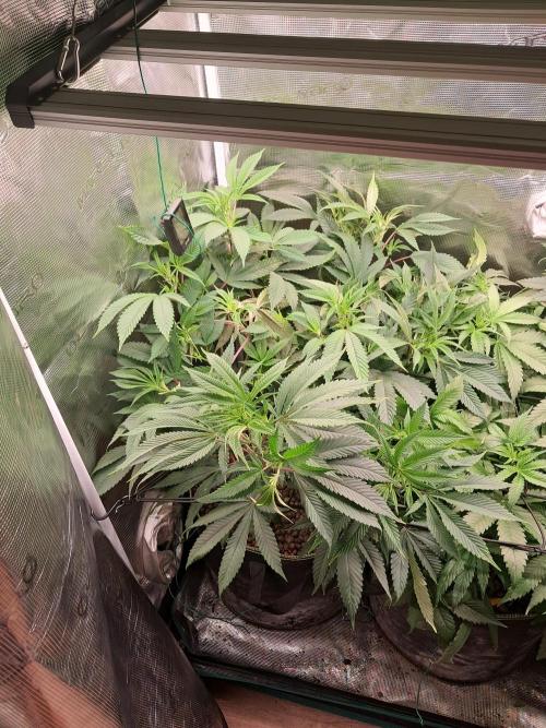 Chocholate Mint OG 2.0. Week 7