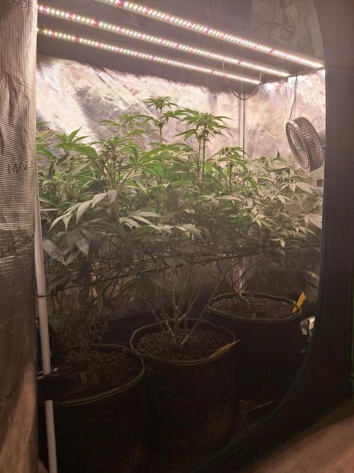 Chocholate Mint OG 2.0. Week 8