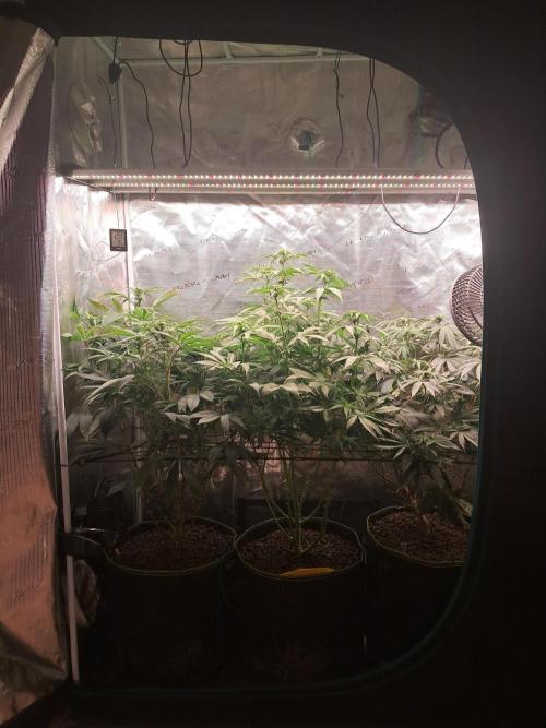 Chocholate Mint OG 2.0. Week 8