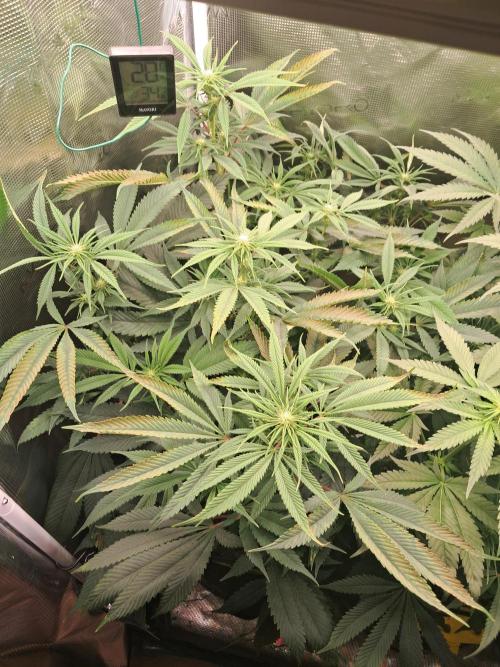 Chocholate Mint OG 2.0. Week 8