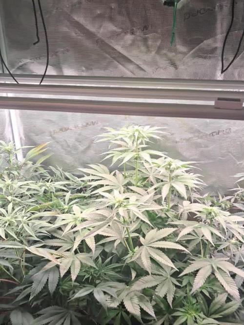 OG Kush SFV - Advanced Seeds