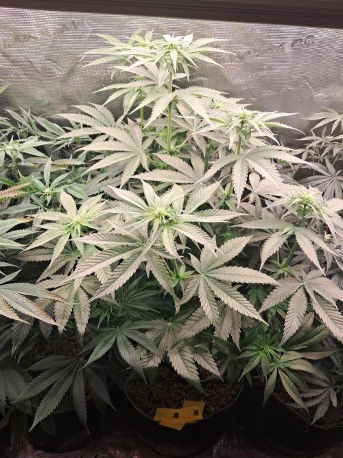 OG Kush SFV - Advanced Seeds. Week 8