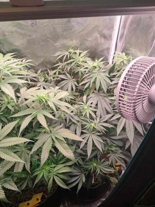 Girl Scout Cookies - Barneyfarms. Week 8