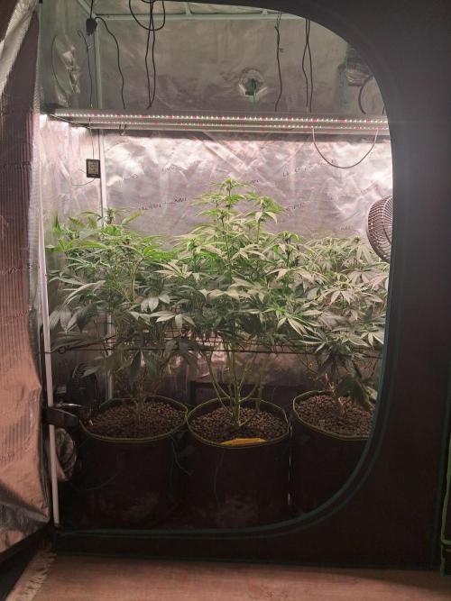 Girl Scout Cookies - Barneyfarms. Week 8