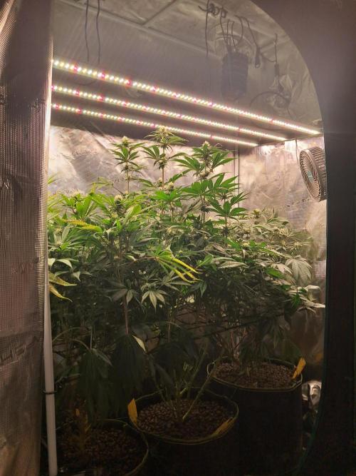 Girl Scout Cookies - Barneyfarms. Week 9