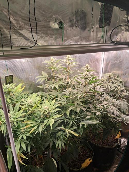 Girl Scout Cookies - Barneyfarms. Week 9