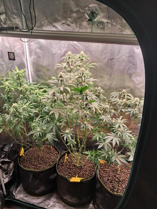 Girl Scout Cookies - Barneyfarms. Week 9