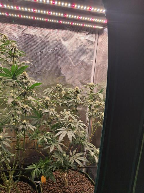 Girl Scout Cookies - Barneyfarms. Week 9