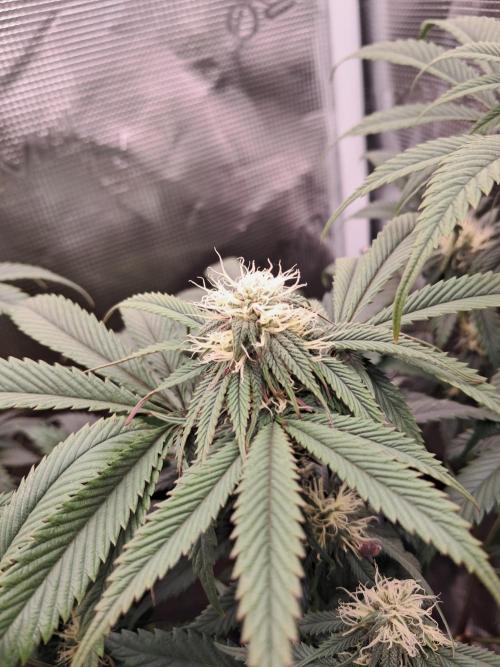 Girl Scout Cookies - Barneyfarms. Week 9