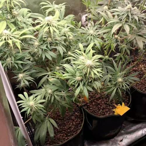 OG Kush SFV - Advanced Seeds