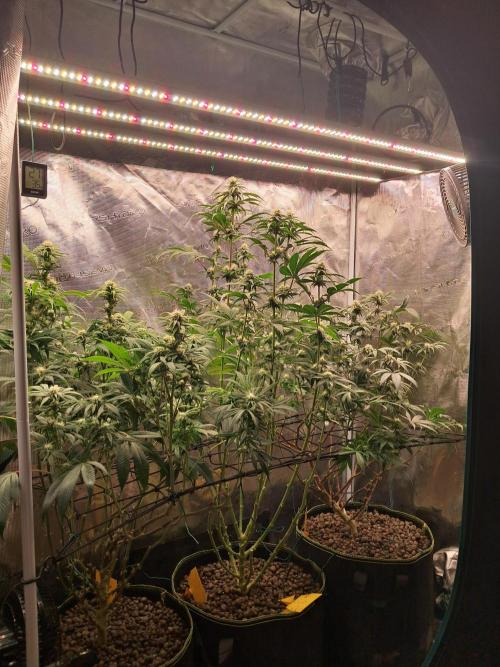 Chocholate Mint OG 2.0. Week 9