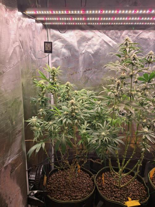 Chocholate Mint OG 2.0. Week 9