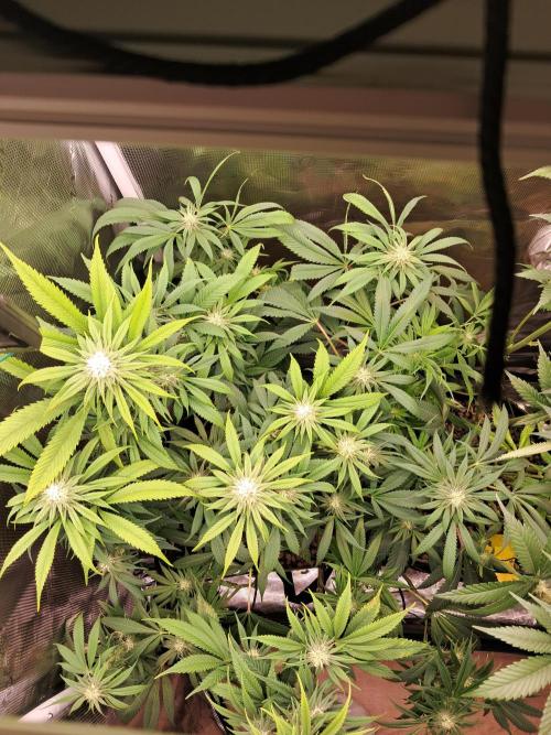 Chocholate Mint OG 2.0. Week 9