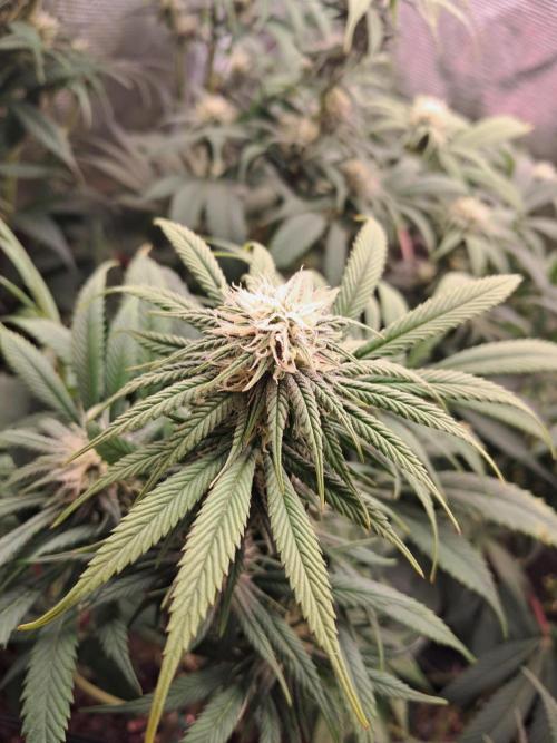 Chocholate Mint OG 2.0. Week 9